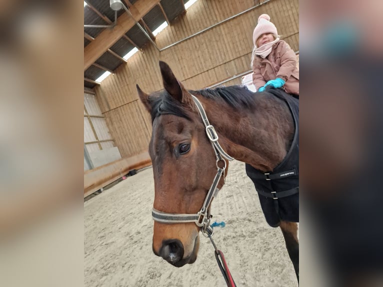 Thoroughbred Gelding 10 years 17 hh Brown in Stattmatten