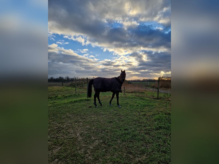 Thoroughbred Gelding 10 years 17 hh Brown in Stattmatten