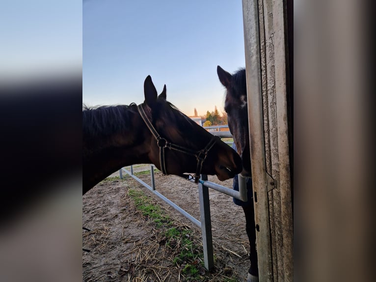 Thoroughbred Gelding 10 years 17 hh Brown in Stattmatten