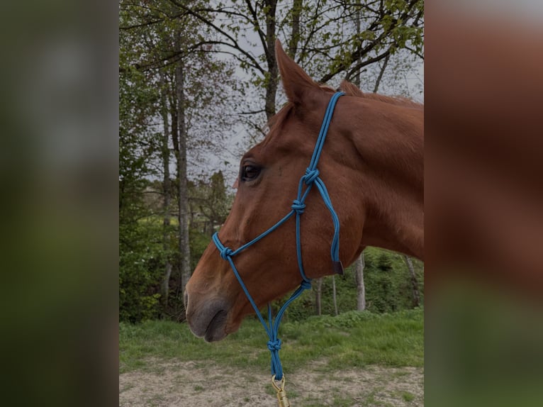 Thoroughbred Gelding 10 years 17 hh  in Horgenzell