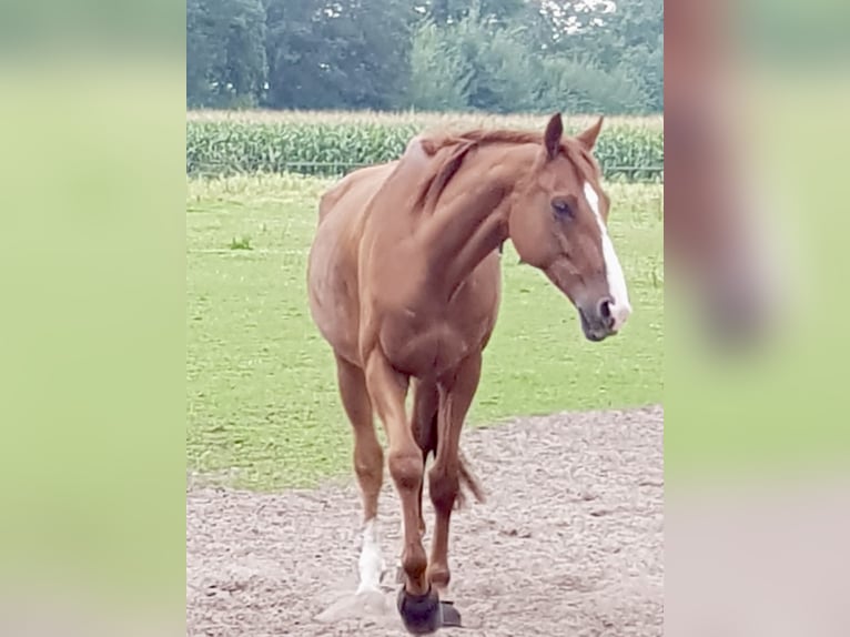 Thoroughbred Gelding 10 years Chestnut-Red in Dinklage