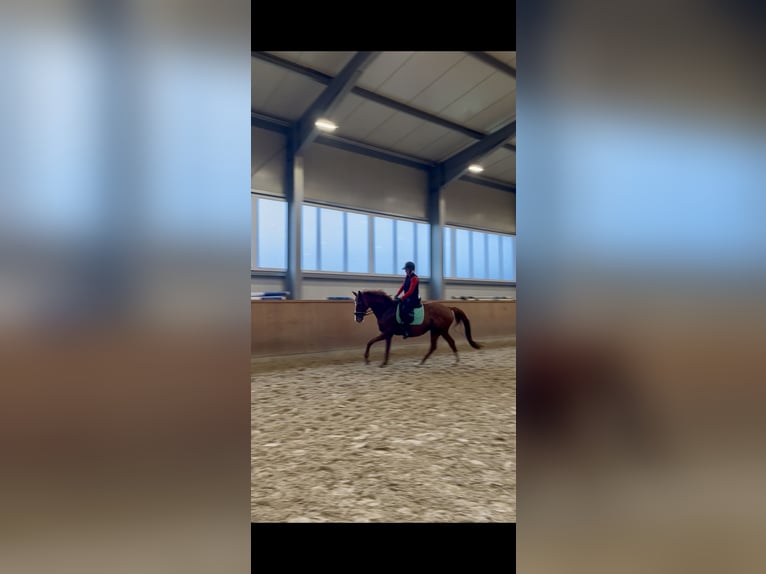 Thoroughbred Gelding 10 years Chestnut-Red in Dinklage