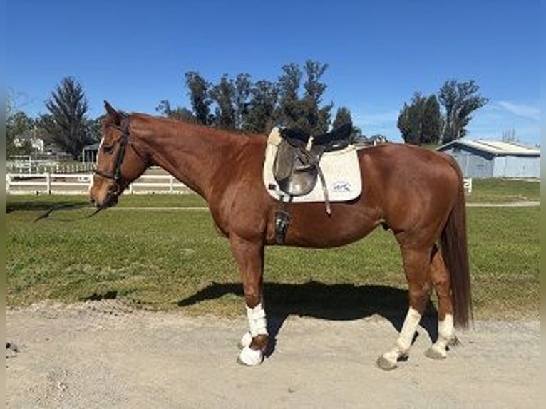 Thoroughbred Gelding 10 years Chestnut-Red in Petaluma