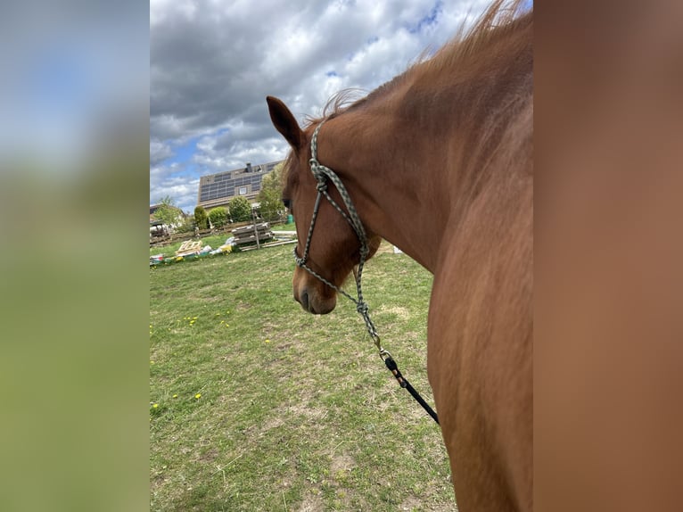 Thoroughbred Gelding 11 years 15.2 hh Chestnut-Red in Reinsfeld