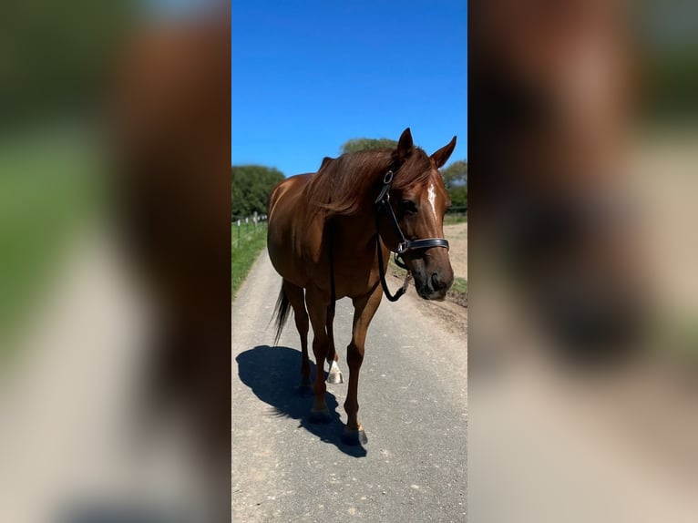 Thoroughbred Gelding 11 years 15.2 hh Chestnut-Red in Reinsfeld