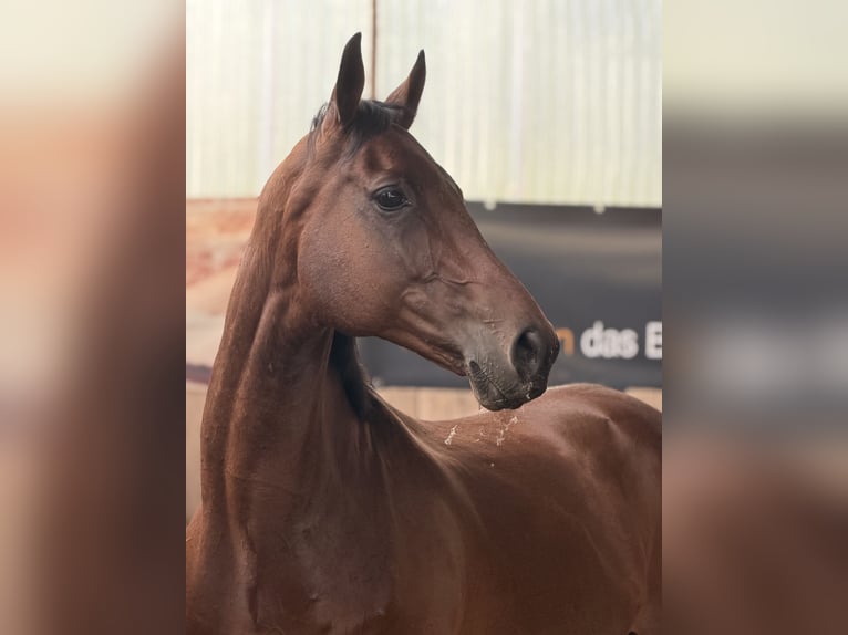 Thoroughbred Gelding 11 years 15.3 hh Brown in Brüel