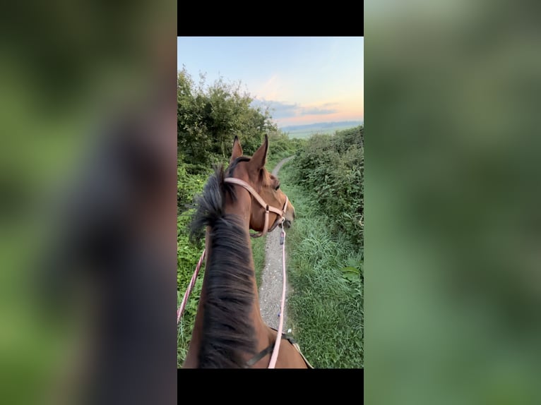 Thoroughbred Gelding 11 years 15,3 hh Brown in Zevenhuizen