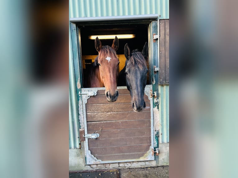 Thoroughbred Gelding 11 years 15,3 hh Brown in Zevenhuizen