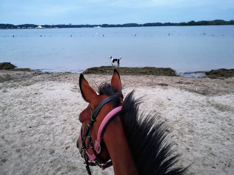 Thoroughbred Gelding 11 years 15,3 hh Brown in Zevenhuizen