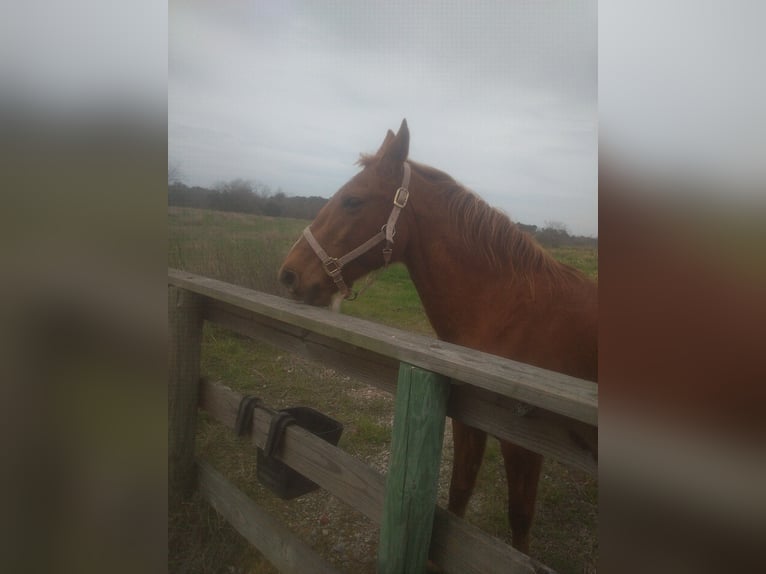 Thoroughbred Gelding 11 years 15 hh Brown in Doerun