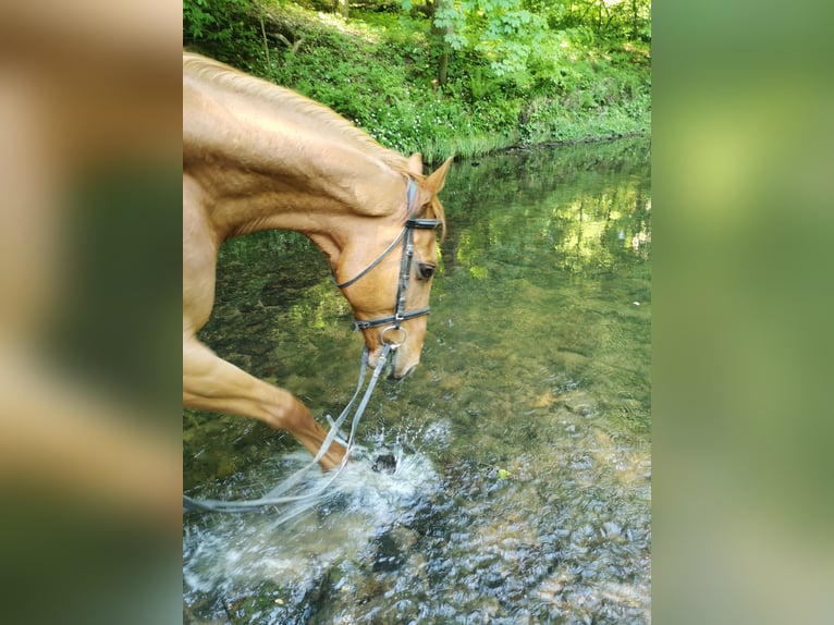 Thoroughbred Gelding 11 years 15,3 hh Chestnut-Red in Ostfildern