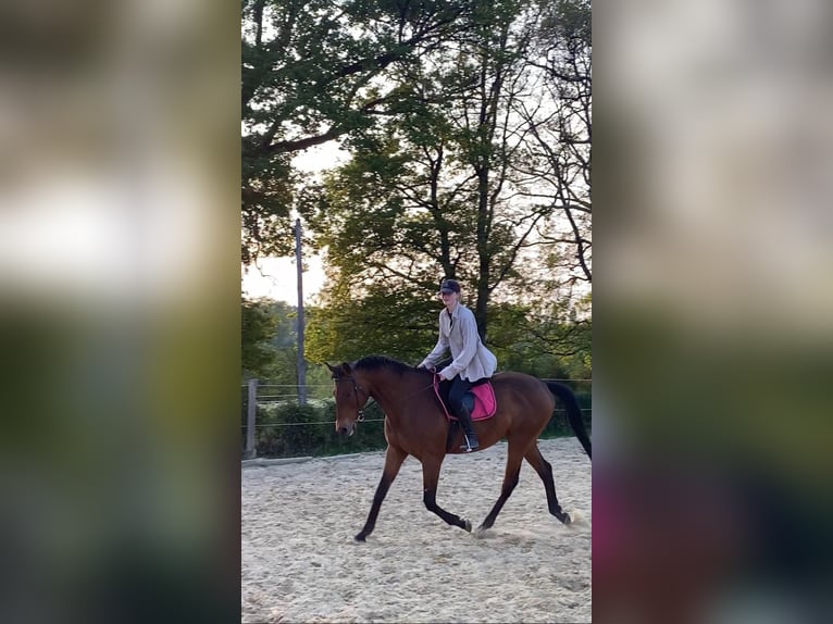 Thoroughbred Gelding 11 years 16,2 hh Brown in Usson-du-Poitou