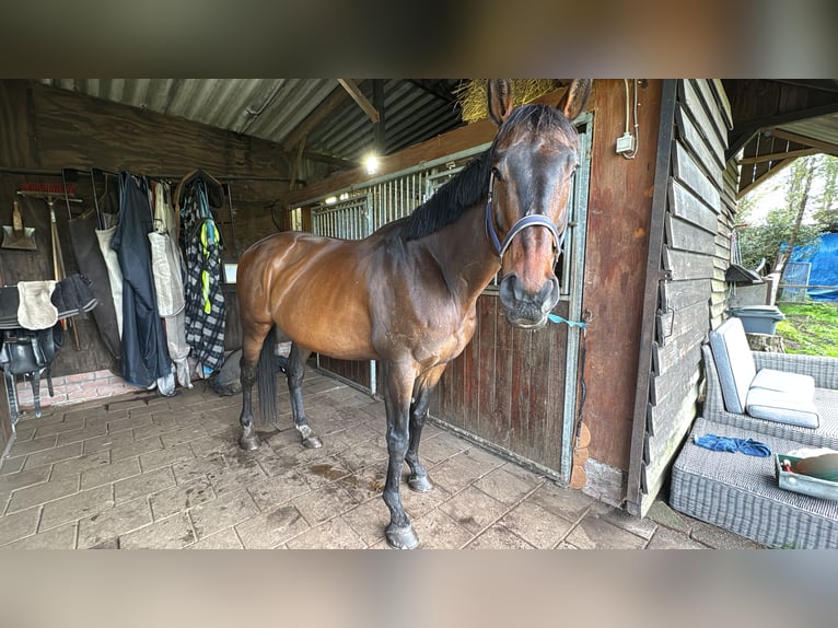 Thoroughbred Gelding 11 years 16.2 hh Brown in Apeldoorn