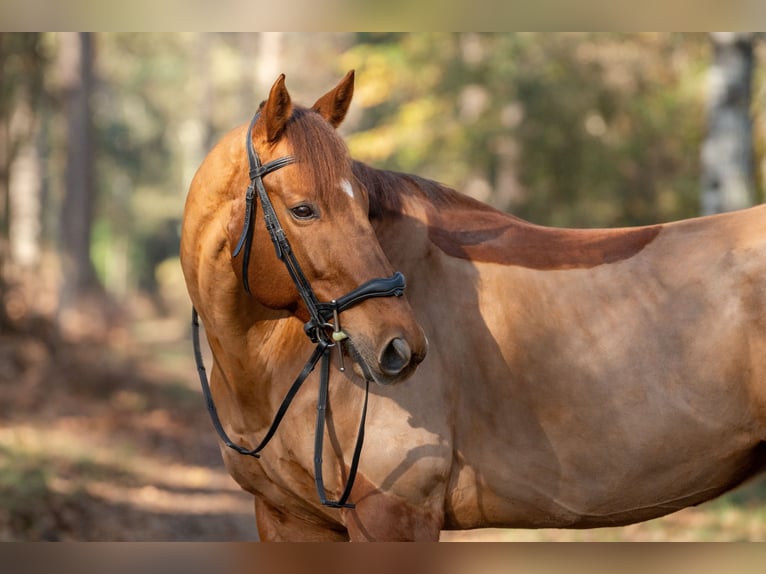 Thoroughbred Gelding 11 years 16,2 hh Chestnut in Cestas