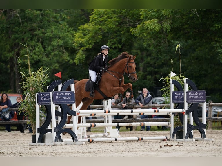 Thoroughbred Gelding 11 years 16,2 hh Chestnut in Cestas