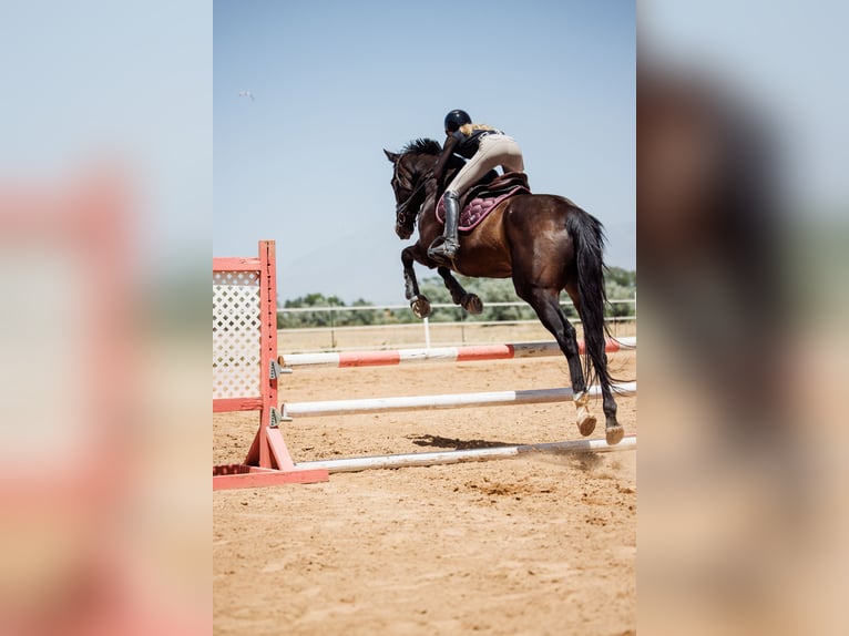 Thoroughbred Gelding 11 years 16.3 hh Bay-Dark in Mapleton, UT