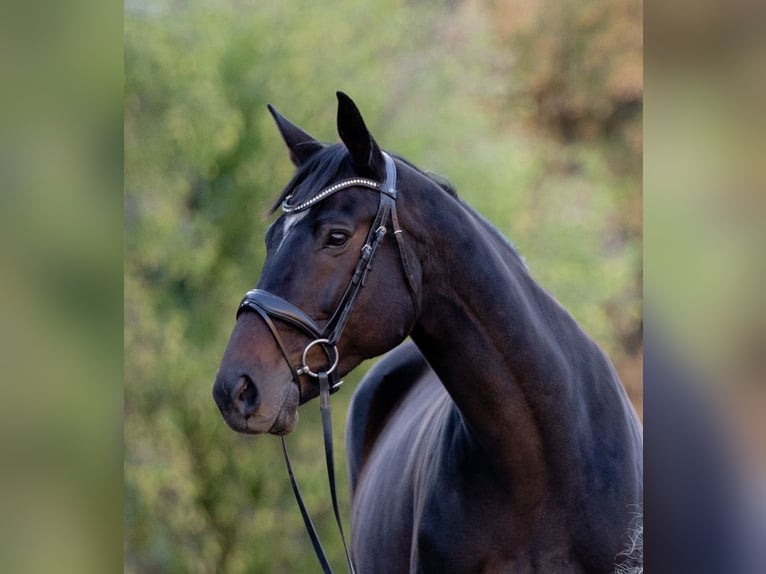 Thoroughbred Gelding 11 years 16.3 hh Bay-Dark in Mapleton, UT