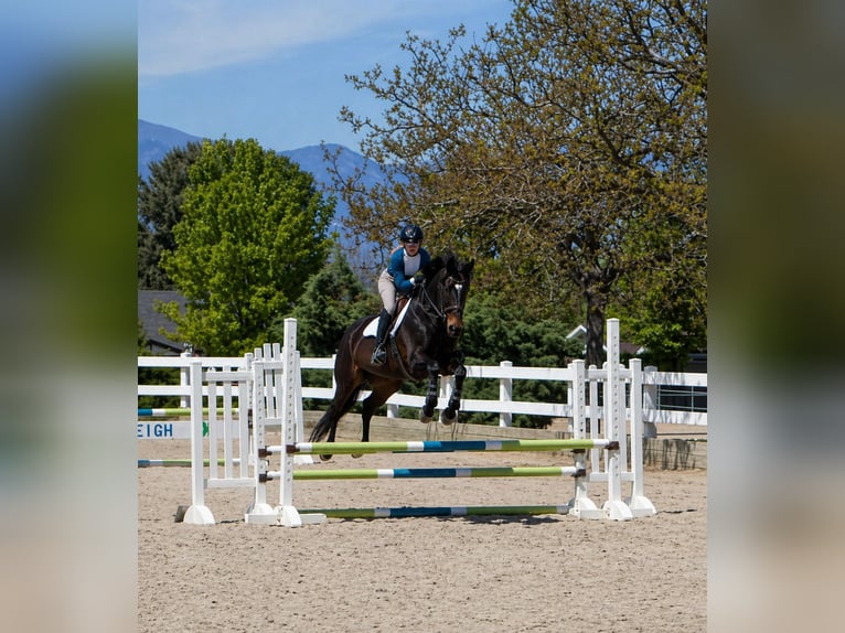 Thoroughbred Gelding 11 years 16.3 hh Bay-Dark in Mapleton, UT
