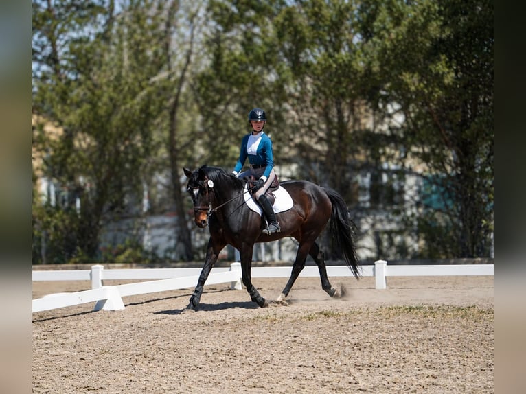 Thoroughbred Gelding 11 years 16.3 hh Bay-Dark in Mapleton, UT