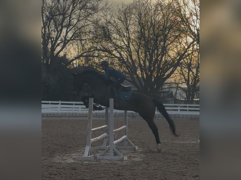Thoroughbred Gelding 11 years 16.3 hh Bay-Dark in Mapleton, UT