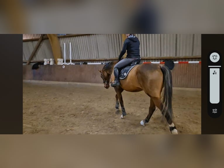 Thoroughbred Gelding 11 years 16.3 hh Brown in Nidda