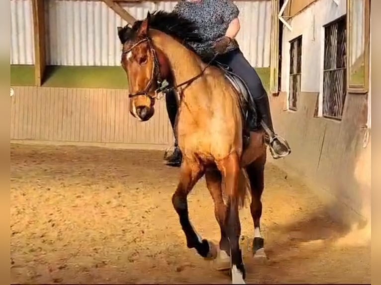 Thoroughbred Gelding 11 years 16.3 hh Brown in Nidda