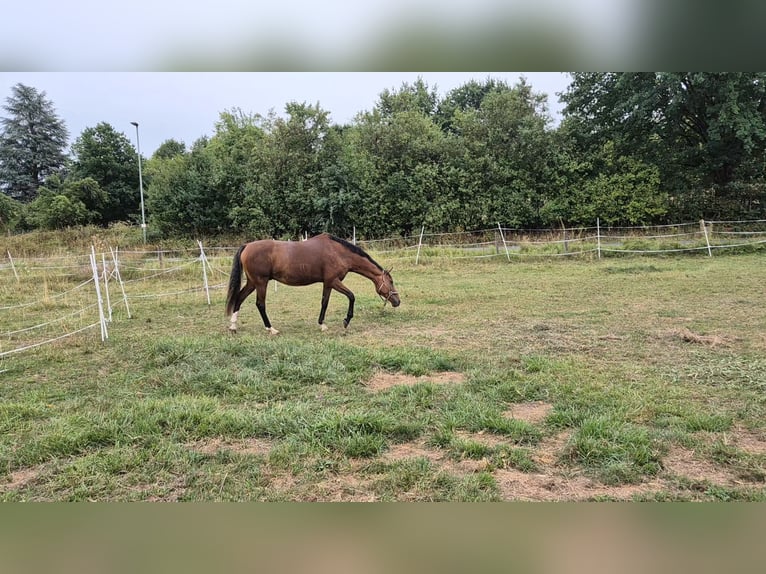 Thoroughbred Gelding 11 years 16.3 hh Brown in Nidda