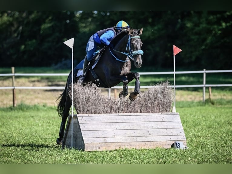 Thoroughbred Gelding 11 years 16 hh Bay-Dark in Wald ZH