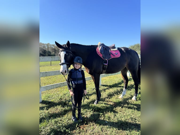 Thoroughbred Gelding 11 years 16 hh Bay-Dark in Stuart