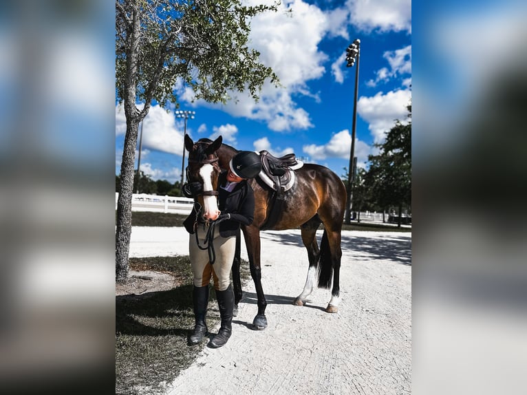 Thoroughbred Gelding 11 years 16 hh Bay-Dark in Stuart