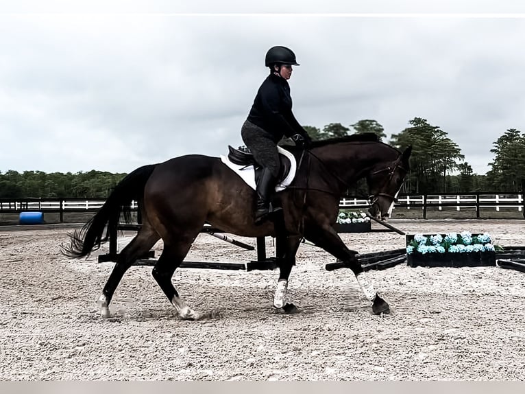 Thoroughbred Gelding 11 years 16 hh Bay-Dark in Stuart