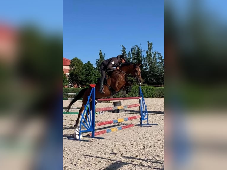 Thoroughbred Gelding 11 years 16 hh Brown in Brunete