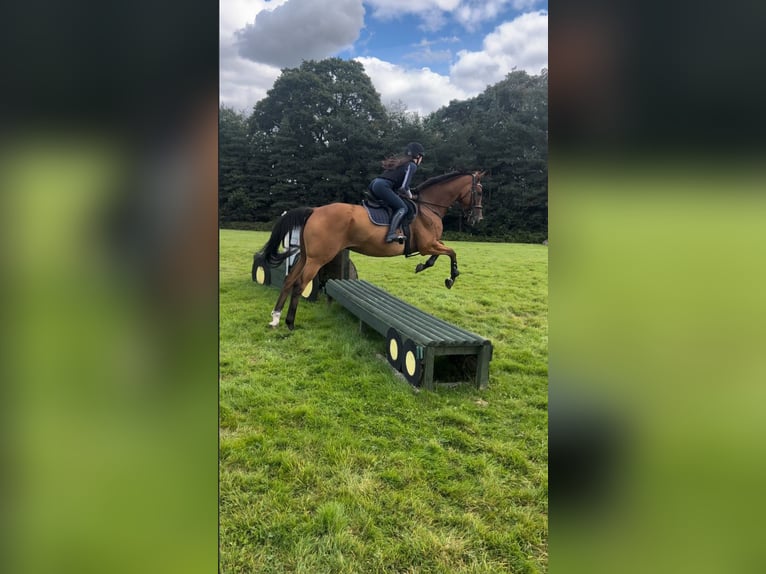 Thoroughbred Gelding 11 years 16 hh Brown-Light in Cambridge