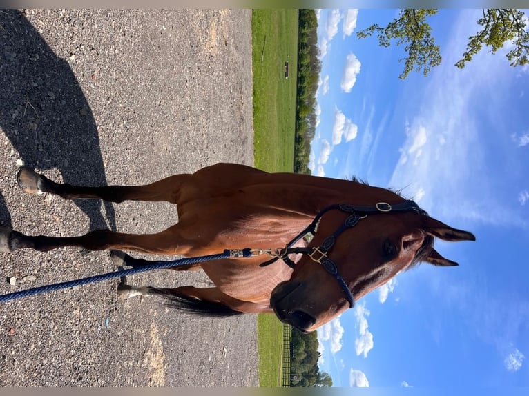 Thoroughbred Gelding 11 years 16 hh Brown-Light in Cambridge