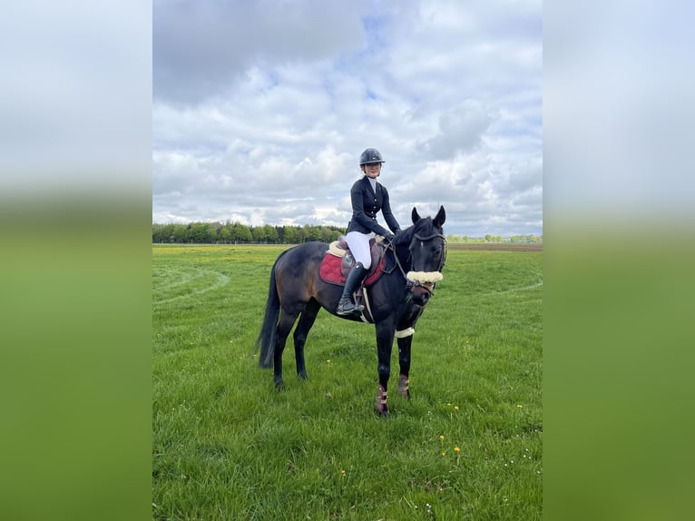 Thoroughbred Gelding 11 years 16 hh Brown in Karlsfeld Thoroughbred Gelding 11 years 16 hh Brown in Karlsfeld