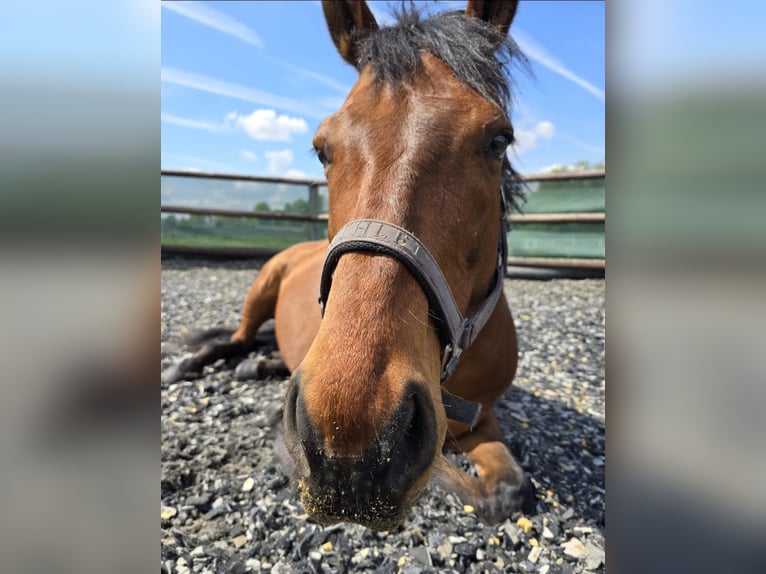 Thoroughbred Gelding 11 years 16 hh in Bedburg