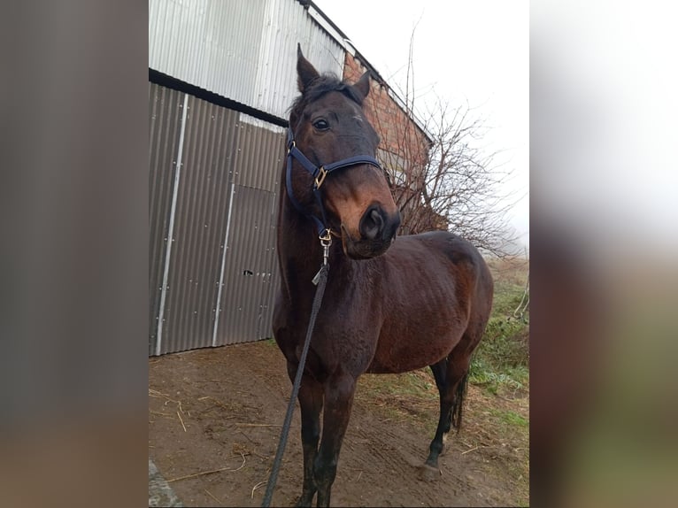 Thoroughbred Gelding 11 years 16,1 hh Bay-Dark in Aken