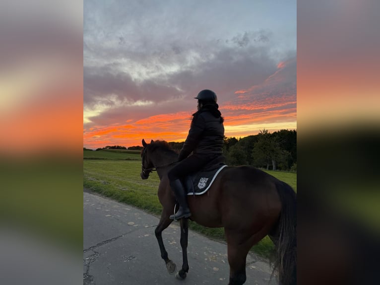 Thoroughbred Gelding 11 years 16,1 hh Brown in Köln