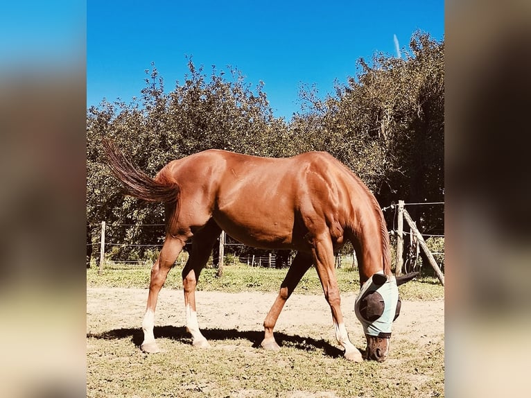 Thoroughbred Gelding 11 years 17 hh Chestnut-Red in Rehlingen-Siersburg