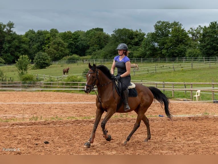 Thoroughbred Gelding 12 years 15.3 hh Brown in Faulquemont