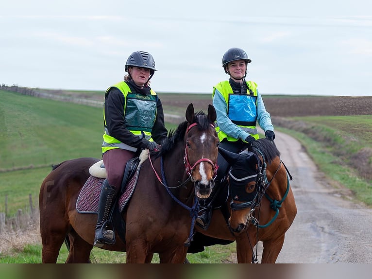 Thoroughbred Gelding 12 years 15.3 hh Brown in Faulquemont