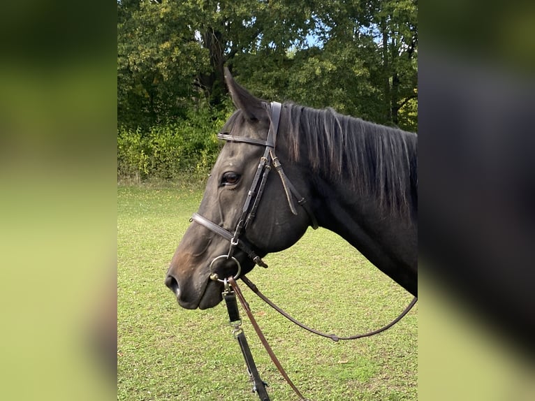 Thoroughbred Gelding 12 years 15,2 hh Bay-Dark in Bornheim