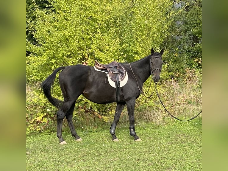Thoroughbred Gelding 12 years 15,2 hh Bay-Dark in Bornheim