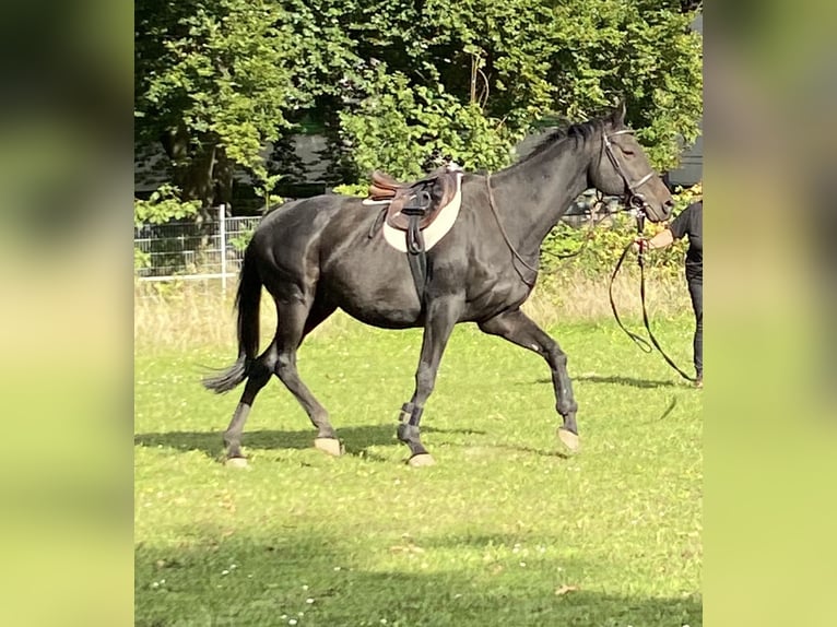 Thoroughbred Gelding 12 years 15,2 hh Bay-Dark in Bornheim