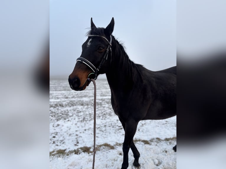 Thoroughbred Gelding 12 years 15,2 hh Bay-Dark in Lindach
