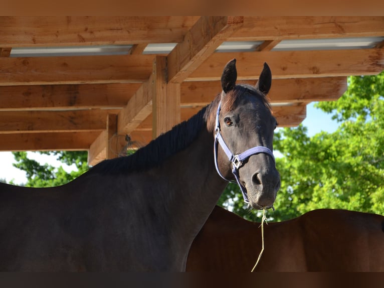 Thoroughbred Gelding 12 years 15,2 hh Bay-Dark in Reutte