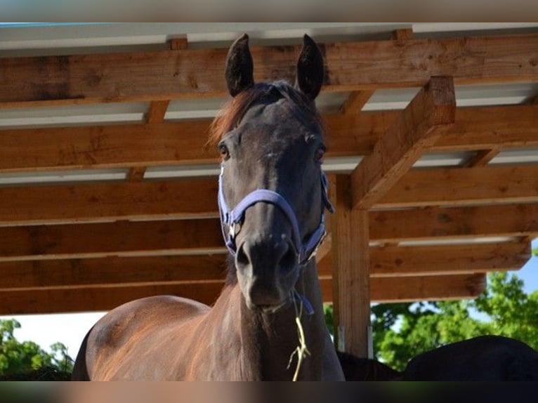 Thoroughbred Gelding 12 years 15,2 hh Bay-Dark in Reutte