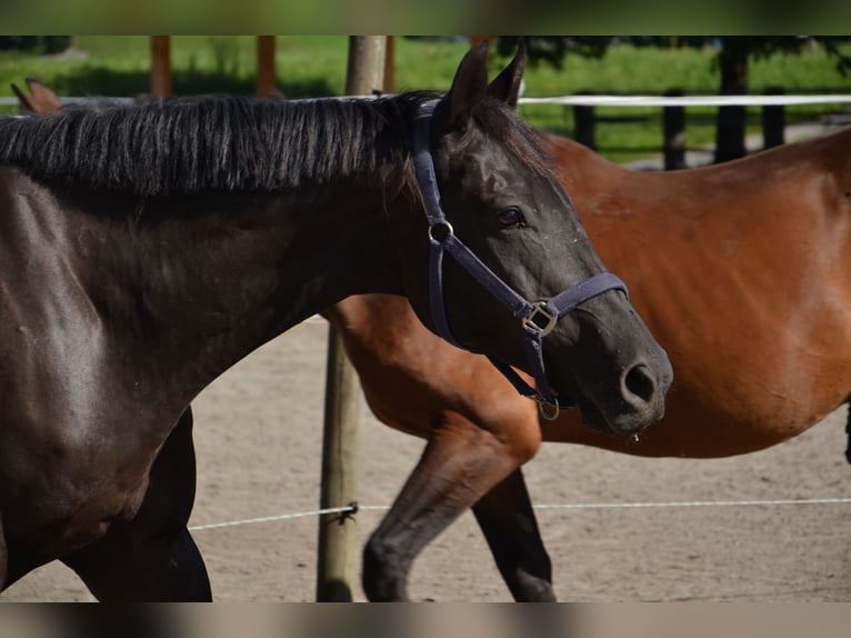Thoroughbred Gelding 12 years 15,2 hh Bay-Dark in Reutte