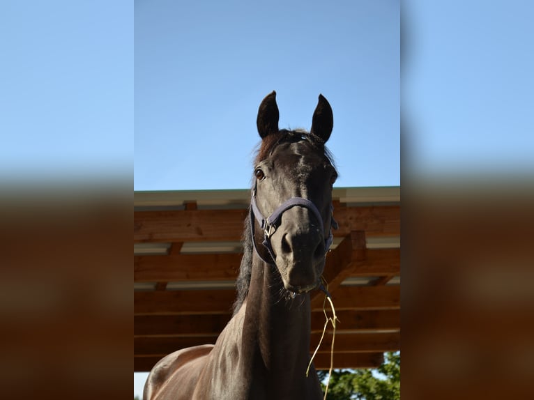 Thoroughbred Gelding 12 years 15,2 hh Bay-Dark in Reutte