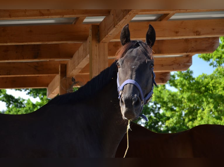 Thoroughbred Gelding 12 years 15,2 hh Bay-Dark in Reutte